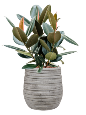 Ficus elastica 'Abidjan' en Baq Tornado