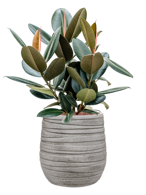 Ficus elastica 'Abidjan' en Baq Tornado