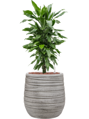 Dracaena fragrans 'Janet Lind' en Baq Tornado