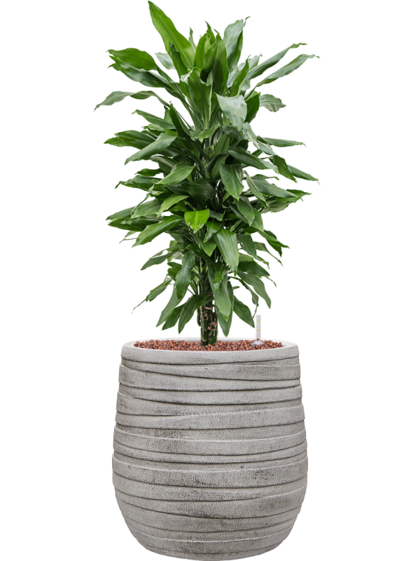 Dracaena fragrans 'Janet Lind' en Baq Tornado