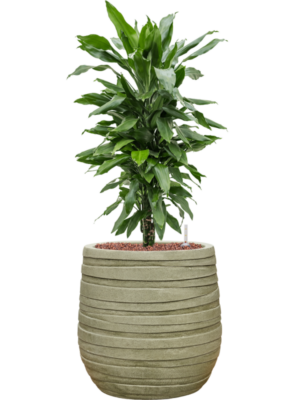 Dracaena fragrans 'Janet Lind' en Baq Tornado