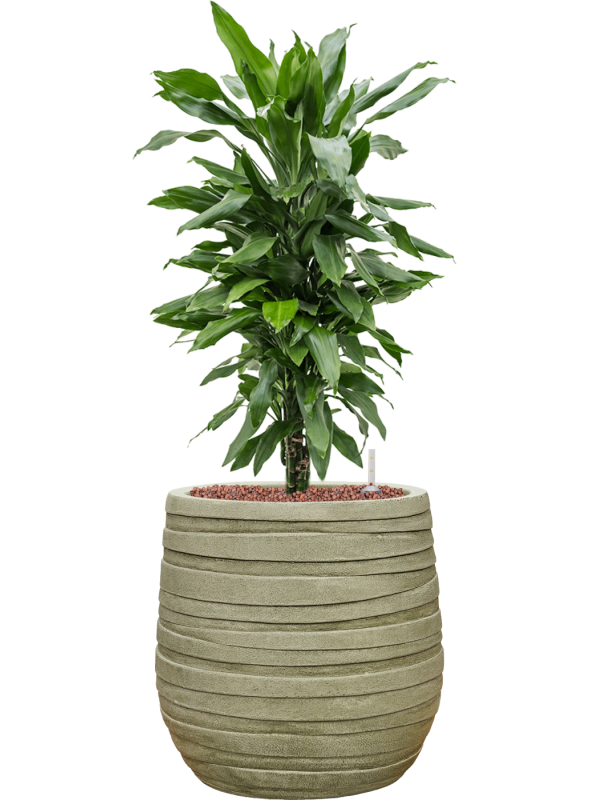 Dracaena fragrans 'Janet Lind' en Baq Tornado