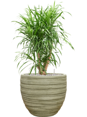 Pleomele (Dracaena) 'Anita Variegata' en Baq Tornado
