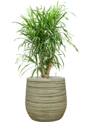 Pleomele (Dracaena) 'Anita Variegata' en Baq Tornado