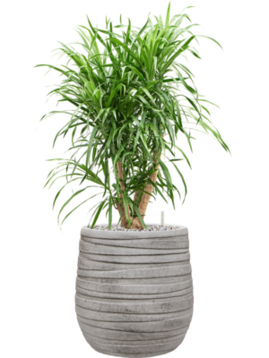 Pleomele (Dracaena) 'Anita Variegata' en Baq Tornado