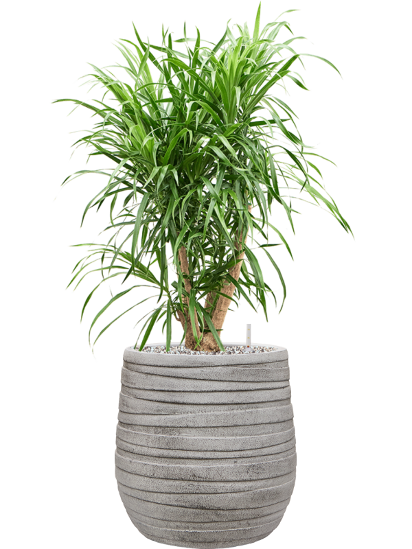 Pleomele (Dracaena) 'Anita Variegata' en Baq Tornado
