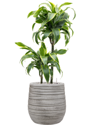 Dracaena fragrans 'Dorado' en Baq Tornado