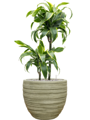 Dracaena fragrans 'Dorado' en Baq Tornado