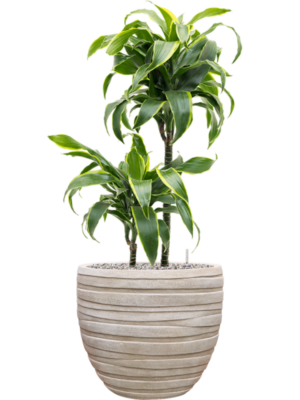 Dracaena fragrans 'Dorado' en Baq Tornado