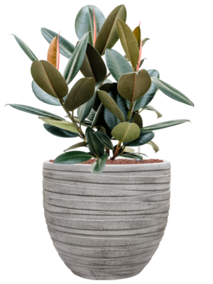 Ficus elastica 'Abidjan' en Baq Tornado