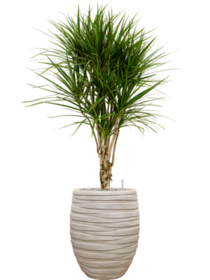 Dracaena marginata en Baq Tornado