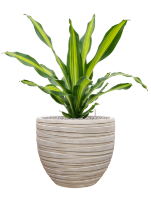 Dracaena fragrans 'Burley' en Baq Tornado