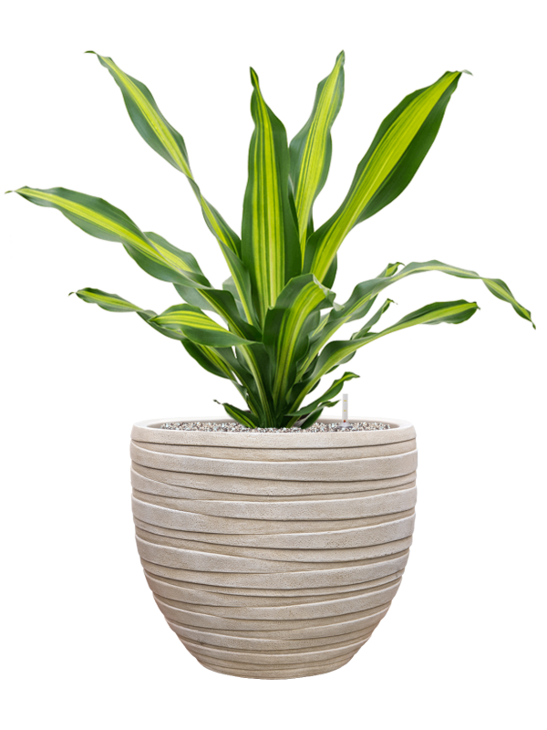 Dracaena fragrans 'Burley' en Baq Tornado
