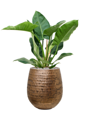 Philodendron 'Imperial Green' en Baq Opus Hammered