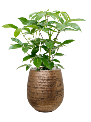 Schefflera actinophylla 'Amate' en Baq Opus Hammered