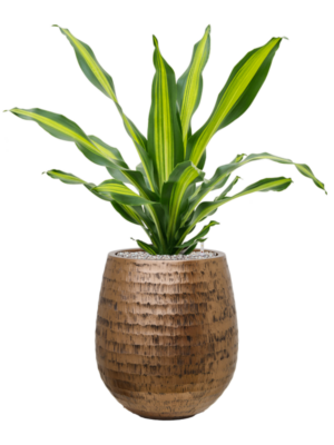 Dracaena fragrans 'Burley' en Baq Opus Hammered