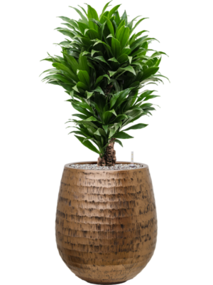 Dracaena fragrans 'Compacta' en Baq Opus Hammered