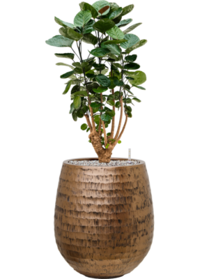 Aralia (Polyscias) 'Fabian' en Baq Opus Hammered