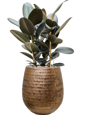 Ficus elastica 'Abidjan' en Baq Opus Hammered