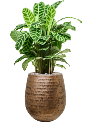 Calathea zebrina en Baq Opus Hammered