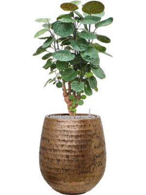 Aralia (Polyscias) 'Fabian' en Baq Opus Hammered