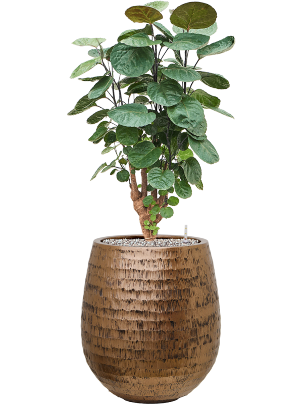 Aralia (Polyscias) 'Fabian' en Baq Opus Hammered