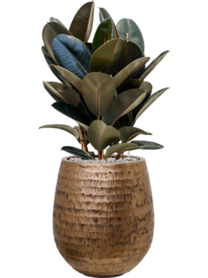 Ficus elastica 'Abidjan' en Baq Opus Hammered