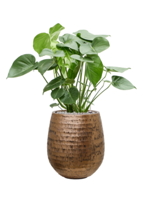 Monstera deliciosa en Baq Opus Hammered