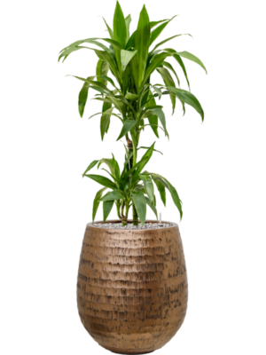 Dracaena fragrans 'Janet Craig' en Baq Opus Hammered