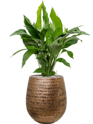 Spathiphyllum 'Sweet Lauretta' en Baq Opus Hammered
