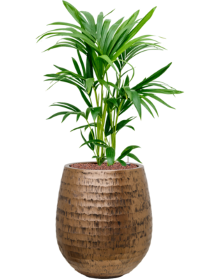 Kentia (Howea) forsteriana en Baq Opus Hammered