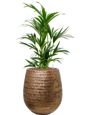 Kentia (Howea) forsteriana en Baq Opus Hammered