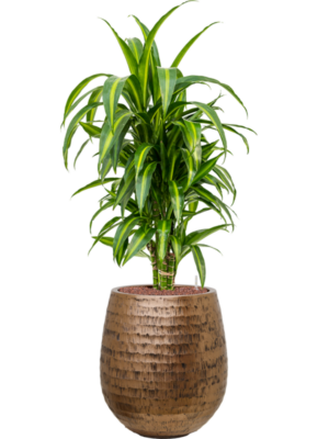 Dracaena fragrans 'Hawaiian Sunshine' en Baq Opus Hammered