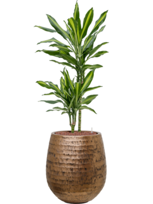 Dracaena fragrans 'Cintho' en Baq Opus Hammered