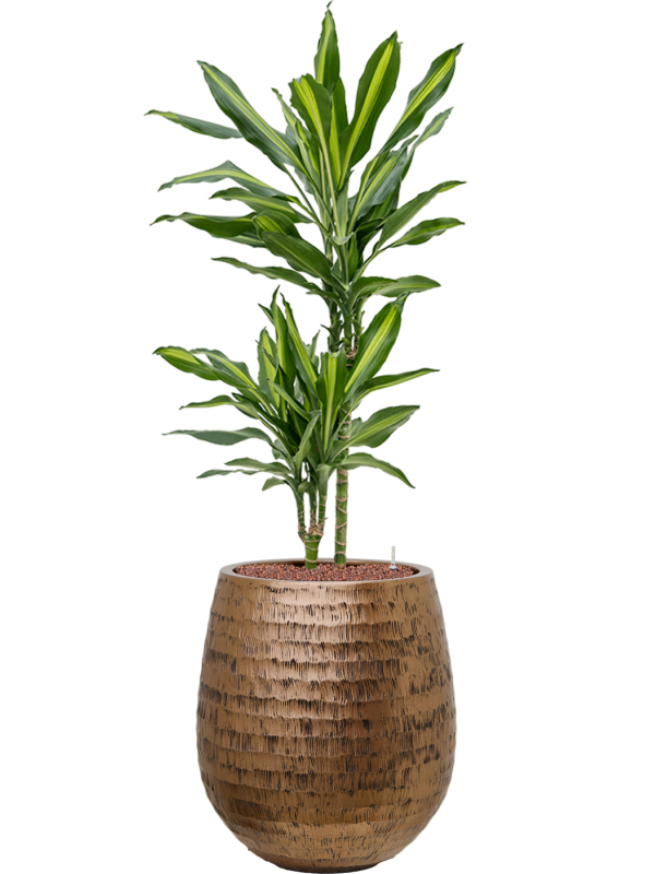 Dracaena fragrans 'Cintho' en Baq Opus Hammered