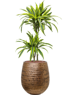 Dracaena fragrans 'Lemon Lime' en Baq Opus Hammered