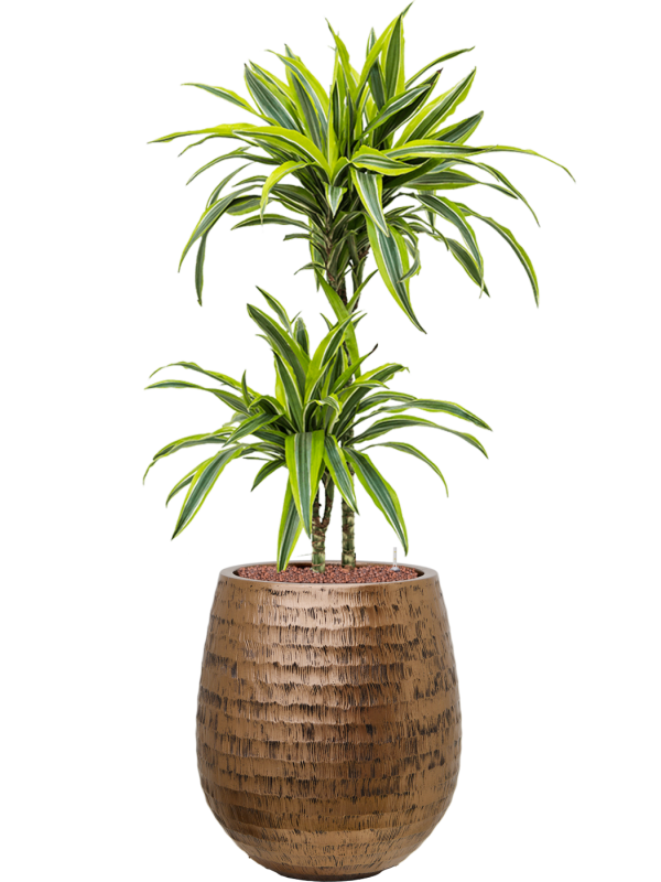 Dracaena fragrans 'Lemon Lime' en Baq Opus Hammered
