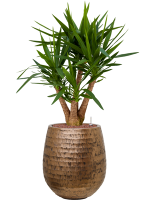 Yucca elephantipes en Baq Opus Hammered