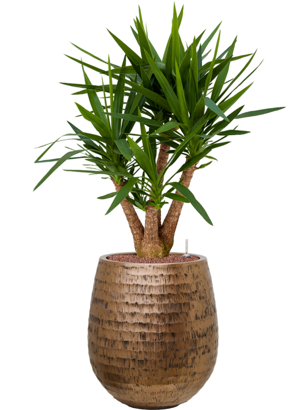 Yucca elephantipes en Baq Opus Hammered