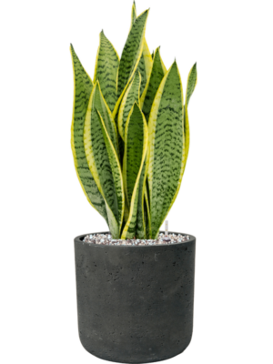 Sansevieria trifasciata 'Laurentii' en Rough