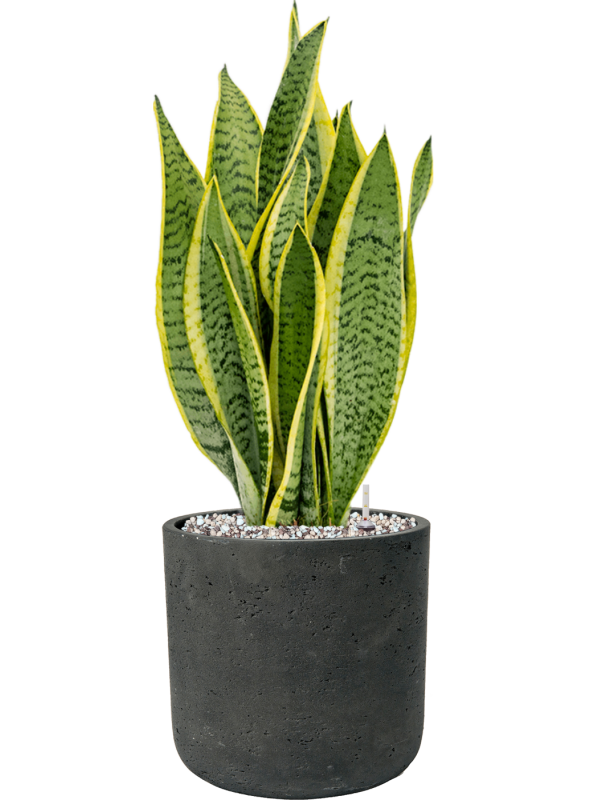 Sansevieria trifasciata 'Laurentii' en Rough, Pottery Pots