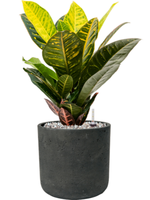Croton (Codiaeum) variegatum 'Petra' en Rough