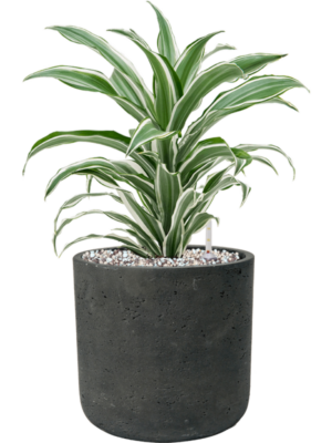 Dracaena fragrans 'White Jewel' en Rough