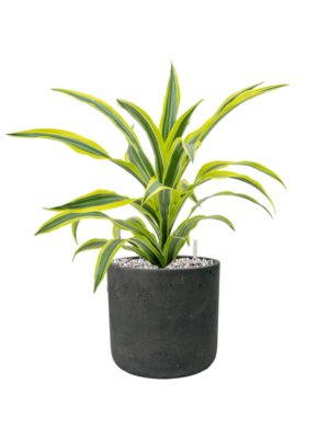 Dracaena fragrans 'Lemon Lime' en Rough