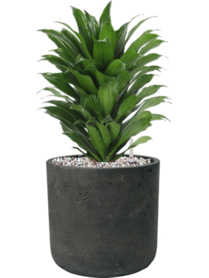 Dracaena fragrans 'Compacta' en Rough