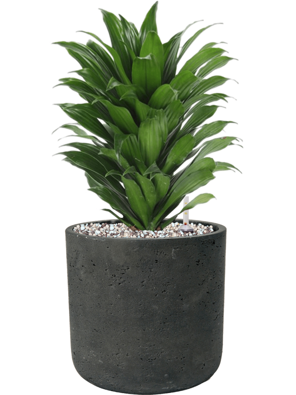 Dracaena fragrans 'Compacta' en Rough, Pottery Pots
