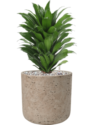 Dracaena fragrans 'Compacta' en Rough