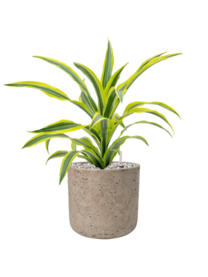 Dracaena fragrans 'Lemon Lime' en Rough
