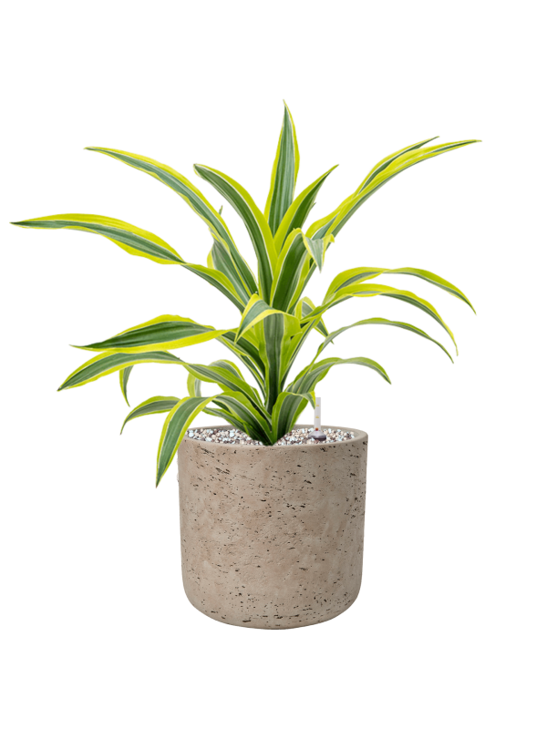 Dracaena fragrans 'Lemon Lime' en Rough, Pottery Pots