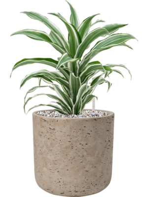 Dracaena fragrans 'White Jewel' en Rough